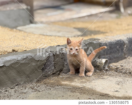 Ginger kitten sitting near the curb. Youthful innocence, curiosity, and adaptation in an urban outdoor environment. 130558075