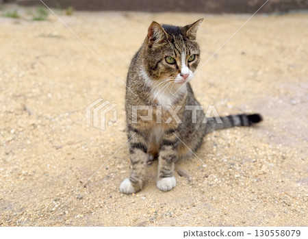 Striped cat sitting on sandy ground with alert eyes and calm posture. Animal instinct, independence, and street life expressed in feline portrait. Striped cat sitting on sandy ground with alert eyes and calm posture. Animal instinct, independence, and street life expressed in feline portrait. 130558079