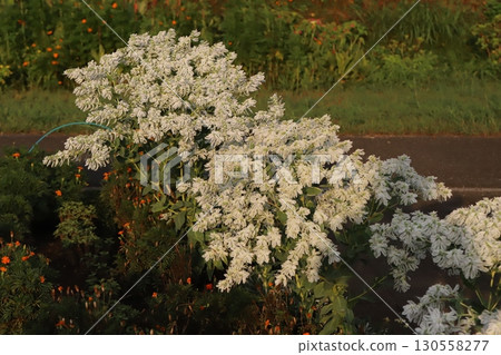 夏日花園裡盛開著綠葉、白邊和小白花的雪花蓮 130558277