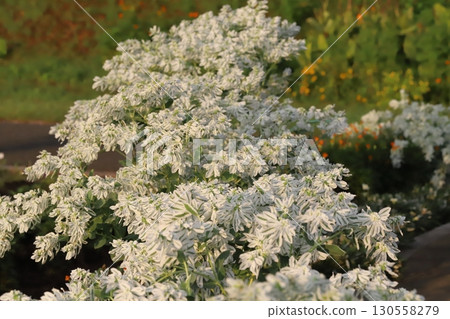 夏日花園裡盛開著綠葉、白邊和小白花的雪花蓮 130558279