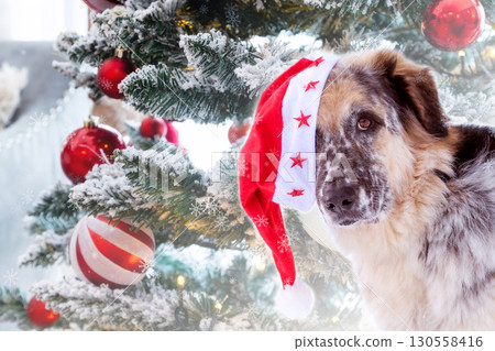 Dog wearing red Santa hat near Christmas tree Dog wearing red Santa hat near Christmas tree 130558416