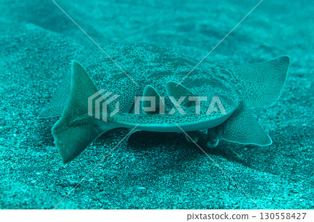 Swimming Snake Shark Sea Creature Swimming Snake Shark Sea Creature 130558427