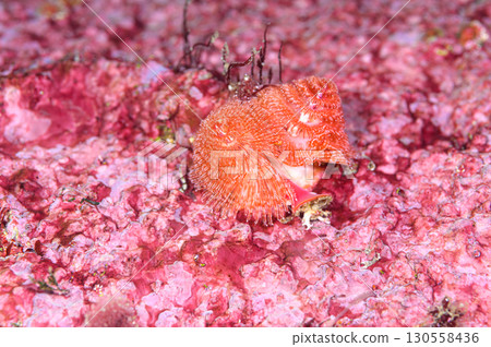 棘鶇海洋生物 130558436