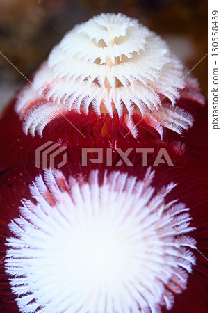 棘鶇海洋生物 130558439