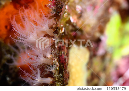 Vivid underwater seascape Vivid underwater seascape 130558479