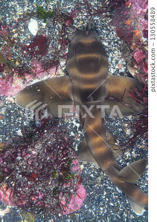 Cat shark, marine life Cat shark, marine life 130558489
