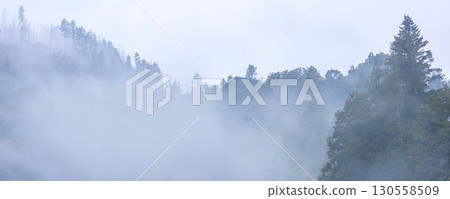 Pine trees black stylized silhouette photo 130558509
