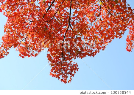 Landscape of blue sky and autumn leaves Landscape of blue sky and autumn leaves 130558544