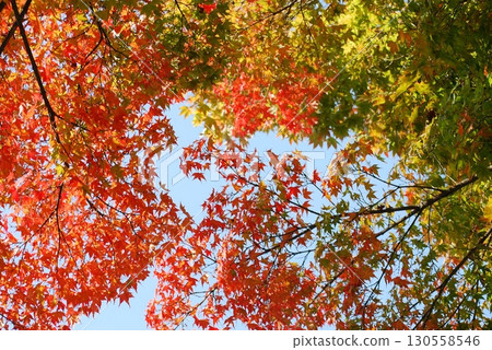 Landscape of blue sky and autumn leaves 130558546