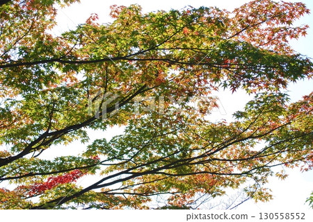 楓葉秋葉風光 楓葉秋葉風光 130558552