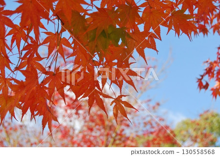 藍天和秋葉風景 130558568