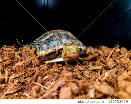 閉殼龜的特寫 130558659