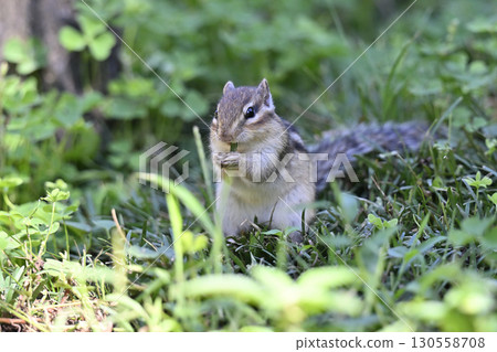 花栗鼠 花栗鼠 130558708