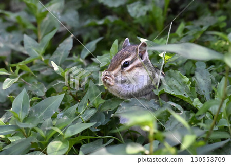 Chipmunk 130558709