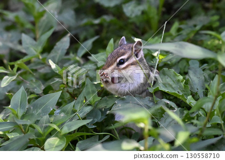 Chipmunk 130558710