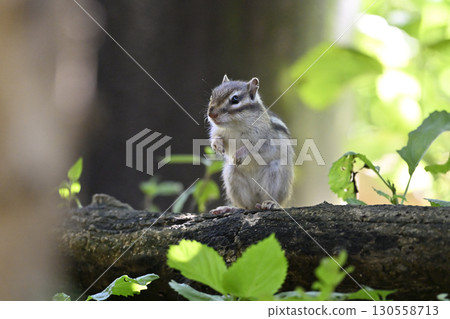 Chipmunk 130558713