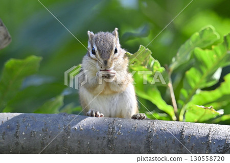 Chipmunk Chipmunk 130558720