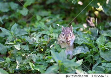 花栗鼠 130558737