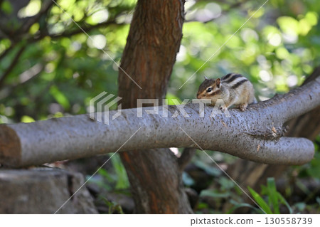 花栗鼠 130558739