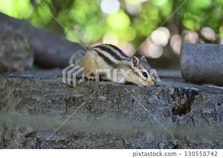 花栗鼠 花栗鼠 130558742