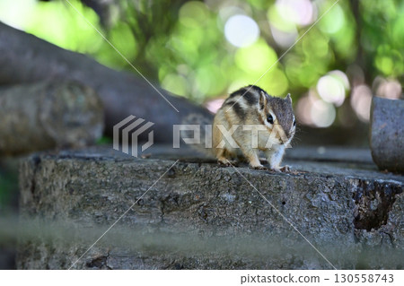 花栗鼠 花栗鼠 130558743