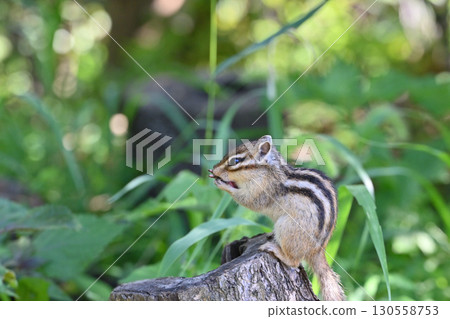 Chipmunk Chipmunk 130558753