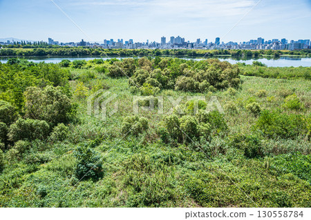 Lush greenery along the Yodo River, Osaka City 130558784
