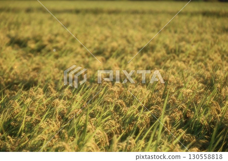 Rice earrings shining golden color Rice earrings shining golden color 130558818