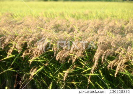 Golden ears of rice 130558825
