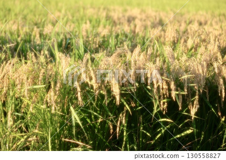 Rice early harvest Rice early harvest 130558827