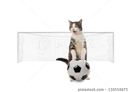 cat standing on hind legs with soccer ball isolated on white background 130558875