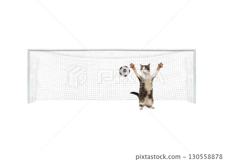 cat standing on gate hitting ball isolated on white background 130558878