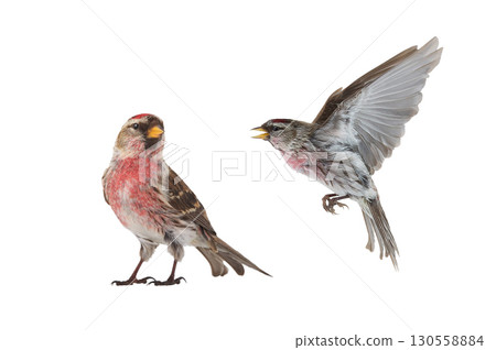 Common Redpoll  isolated on white background 130558884