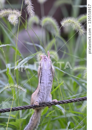 花栗鼠吃貓玩具 130558917