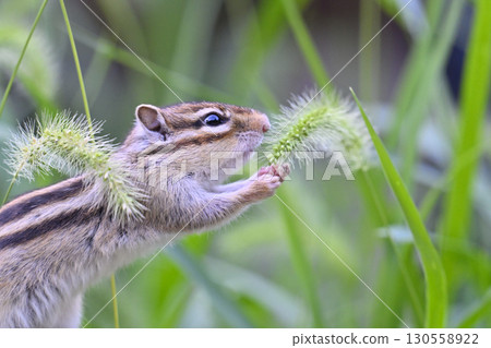 Chipmunk eating cat toy Chipmunk eating cat toy 130558922