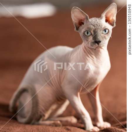 cat and sphinx concept - bald sphinx cat on on soft blanket cat and sphinx concept - bald sphinx cat on on soft blanket 130558948