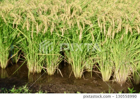 Rice early harvest 130558990