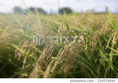 結果的水稻穗 130559049