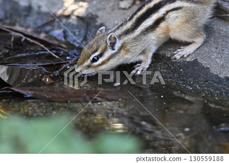 Shimarus飲用水 130559188