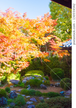 Autumn leaves at Genkoan Temple in Kyoto Autumn leaves at Genkoan Temple in Kyoto 130559342