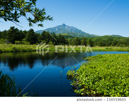 從米努斯霍羅沼澤欣賞利尻山的夏季景色 從米努斯霍羅沼澤欣賞利尻山的夏季景色 130559603