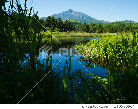 從米努斯霍羅沼澤欣賞利尻山的夏季景色 從米努斯霍羅沼澤欣賞利尻山的夏季景色 130559604