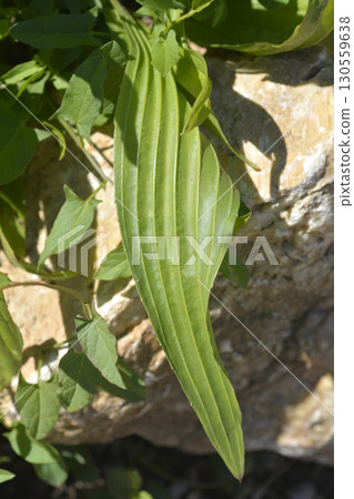 Ribwort Plantain 130559638