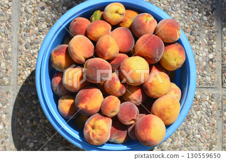 Freshly picked peaches 130559650