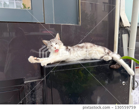 Stray cat stretching and yawning outdoors. Relaxation, freedom, and daily life of urban animals. Stray cat stretching and yawning outdoors. Relaxation, freedom, and daily life of urban animals. 130559759
