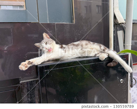 Stray cat stretching and yawning outdoors. Relaxation, freedom, and daily life of urban animals. Stray cat stretching and yawning outdoors. Relaxation, freedom, and daily life of urban animals. 130559789