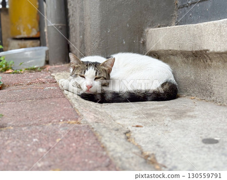 Stray cat sleeping on pavement. Rest, adaptation, and survival in an urban outdoor setting. 130559791