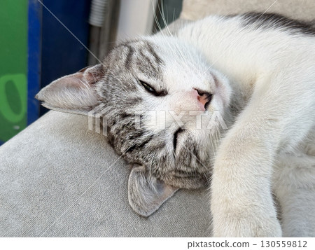 Closeup portrait of sleeping cat face. Tenderness, affection, relaxation, and peaceful atmosphere showing animal companionship and emotional presence in daily life. Closeup portrait of sleeping cat face. Tenderness, affection, relaxation, and peaceful atmosphere showing animal companionship and emotional presence in daily life. 130559812