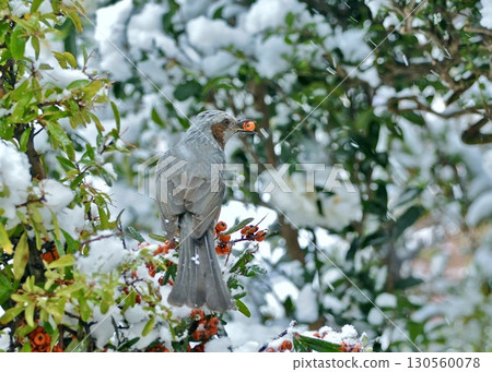 Countermeasures against the heat, memories of snowy days. Countermeasures against the heat, memories of snowy days. 130560078