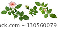 Pale pink rose close-up (transparent background) 130560079